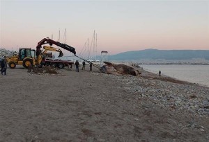 Πειραιάς: Νεκρή φάλαινα ξεβράστηκε στην ακτή. Video