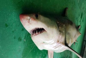 Λευκός καρχαρίας της Μεσογείου στα δίχτυα ψαράδων στη Θράκη