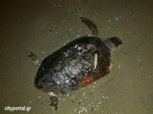 Νεκρή χελώνα πριν λίγη ώρα στην Περαία