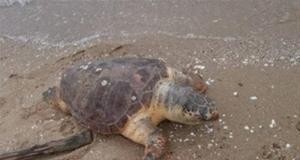 Νεκρή χελώνα ξεβράστηκε στη Θεσσαλονίκη
