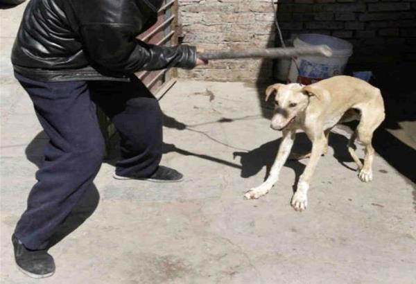 Άγρια κακοποίηση σκύλου στη Νίκαια