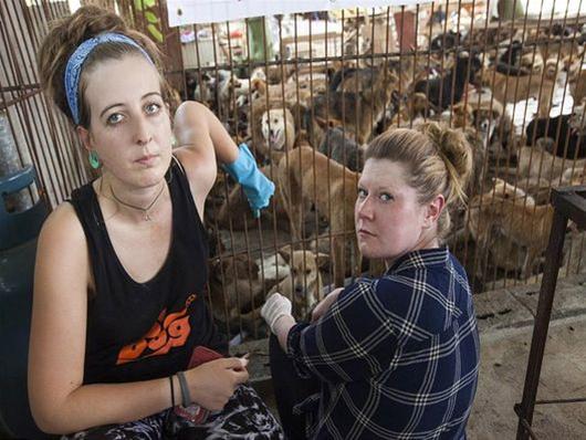Έσωσαν 1000 σκυλιά πριν σφαγιαστούν για το φεστιβάλ της Γιουλίν