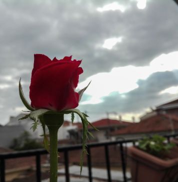 Μπουμπούκι τριαντάφυλλο σε συννεφιασμένο ουρανό