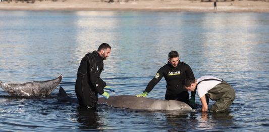 Επιχείρηση διάσωσης μιας φάλαινας του είδους ζίφιος που εξόκειλε στα ρηχά της παραλίας του Αλίμου, Παρασκευή 28 Ιανουαρίου 2022.