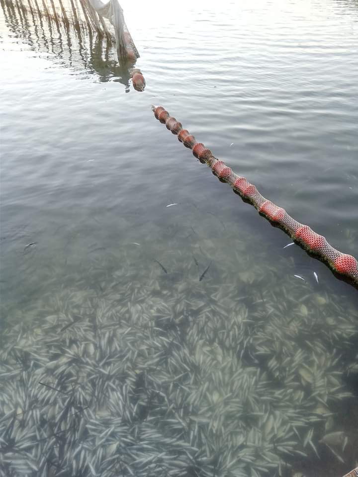 νεκρά ψάρια Ηγουμενίτσα
