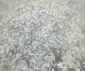 νεκρά ψάρια Ηγουμενίτσα