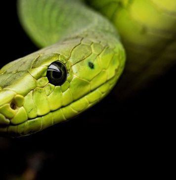 Φίδι πράσινο