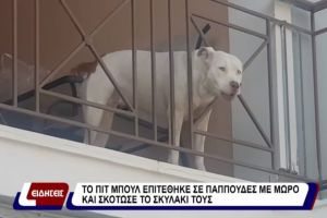 Σκύλος πιτ μπουλ σε μπαλκόνι