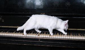 πιάνο με γατα να περπαταει πανω στα πληκτρα