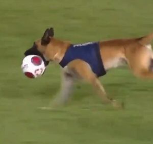 Βραζιλία - viral: Αστυνομικός σκύλος μπήκε σε αγώνα και πήρε τη μπάλα! (ΒΙΝΤΕΟ)