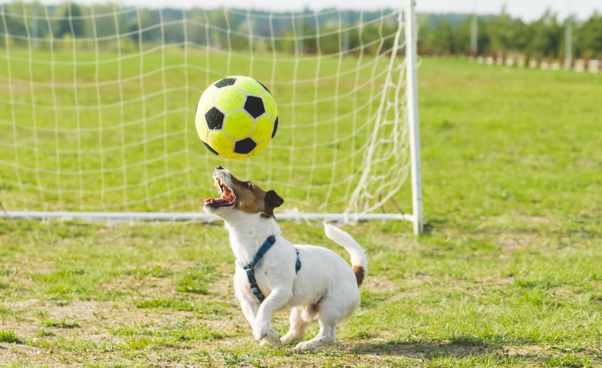 Ποδοσφαιρόφιλος σκύλος
