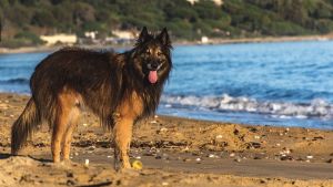 Σκύλος στην Παραλία