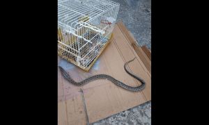 Φίδι στην αυλή σπιτιού