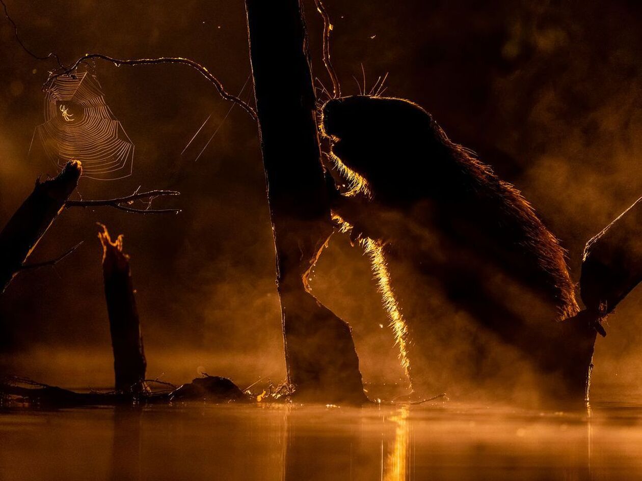 Bence Mate/ Ένας κάστορας ροκανίζει ένα δέντρο ενώ κοντά του μια αράχνη ένα φτιάξει τον ιστό της.