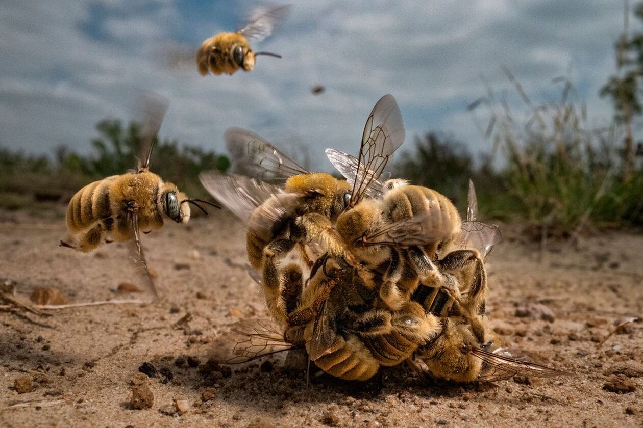 Karine Aigner/ Σμήνη των μελισσών των κάκτων (Diadasia rinconis) σε μια «μπάλα ζευγαρώματος». Αυτές οι μέλισσες, που ζουν στην Αμερική, θεωρούνται μοναχικό είδος, που σημαίνει ότι ζουν χωρίς την ιεραρχία και τη δομή των άλλων αν και εξακολουθούν να εργάζονται για να επικονιάσουν τους κάκτους και να βοηθήσουν τα φυτά στα νοτιοδυτικά της Αμερικής να ευδοκιμήσουν.
