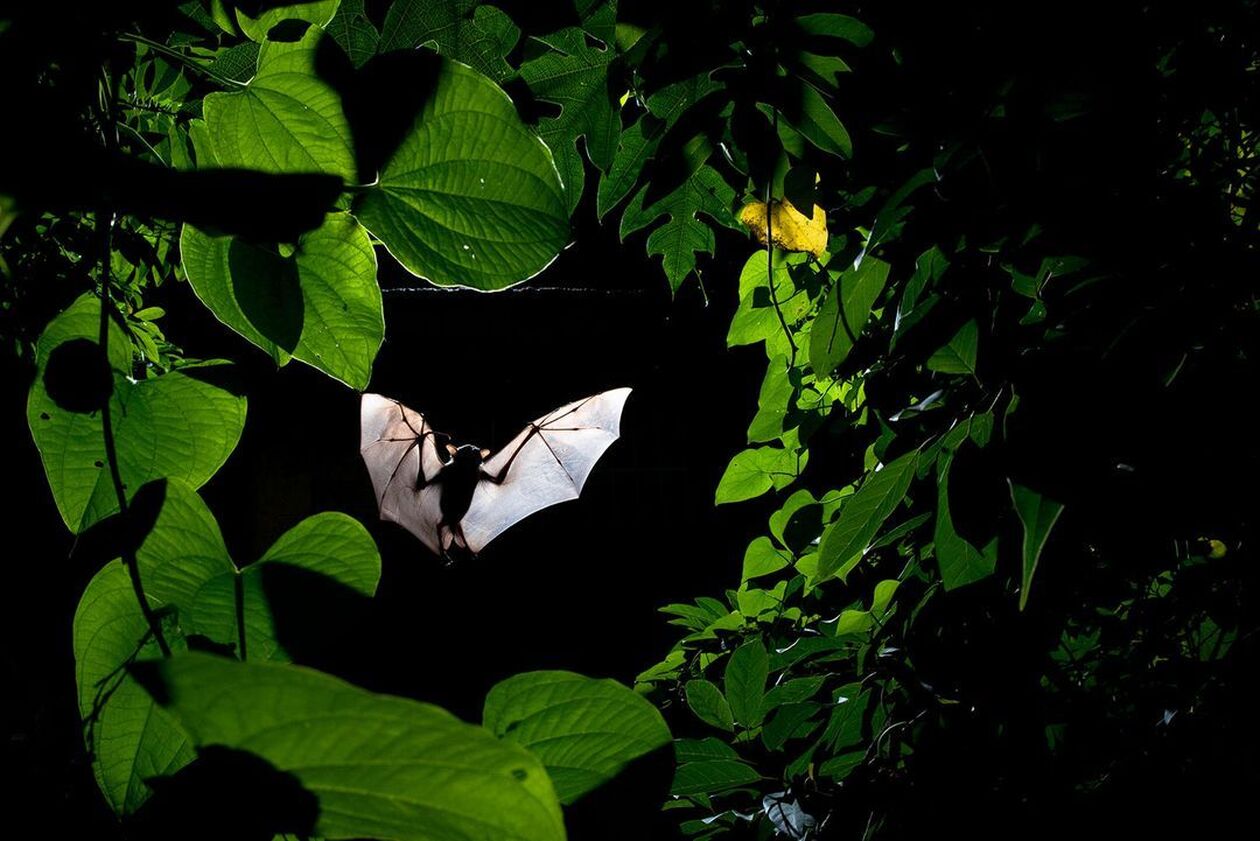 Sitaram Raul/ Ο φωτογράφος πέρασε σχεδόν τρεις εβδομάδες παρατηρώντας τη συμπεριφορά των νυχτερίδων καθώς σύχναζαν σε ένα δέντρο, μαθαίνοντας τις συνήθειές τους και τελικά απαθανάτισε αυτή τη φωτογραφία