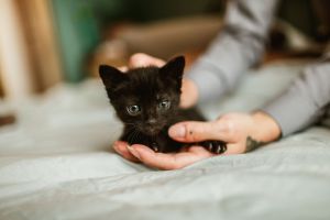 γατάκι μωρο στα χέρια κοπέλλας