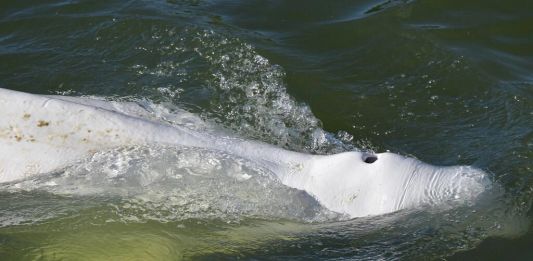 Φάλαινα Μπελούγκα