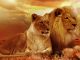 ζευγάρι λιοντάρια