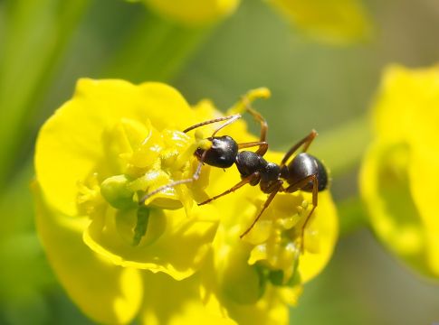 Μυρμήγκι πάνω σε λουλούδι