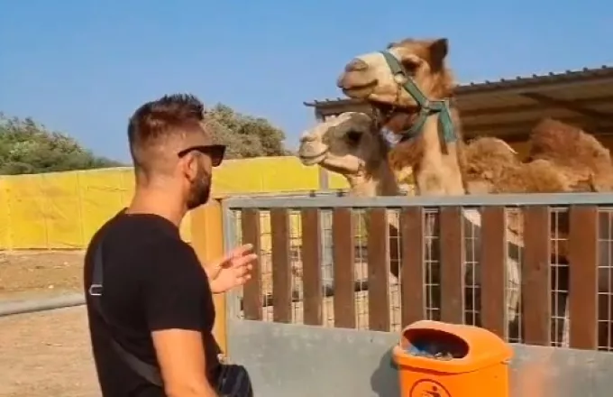Καμήλες τραγούδι