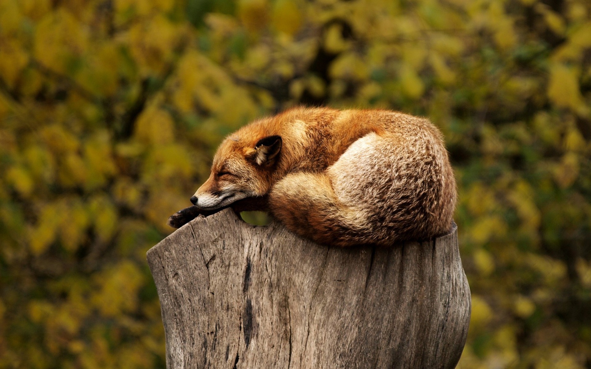 Αλεπού κοιμάται σε κορμό δέντρου