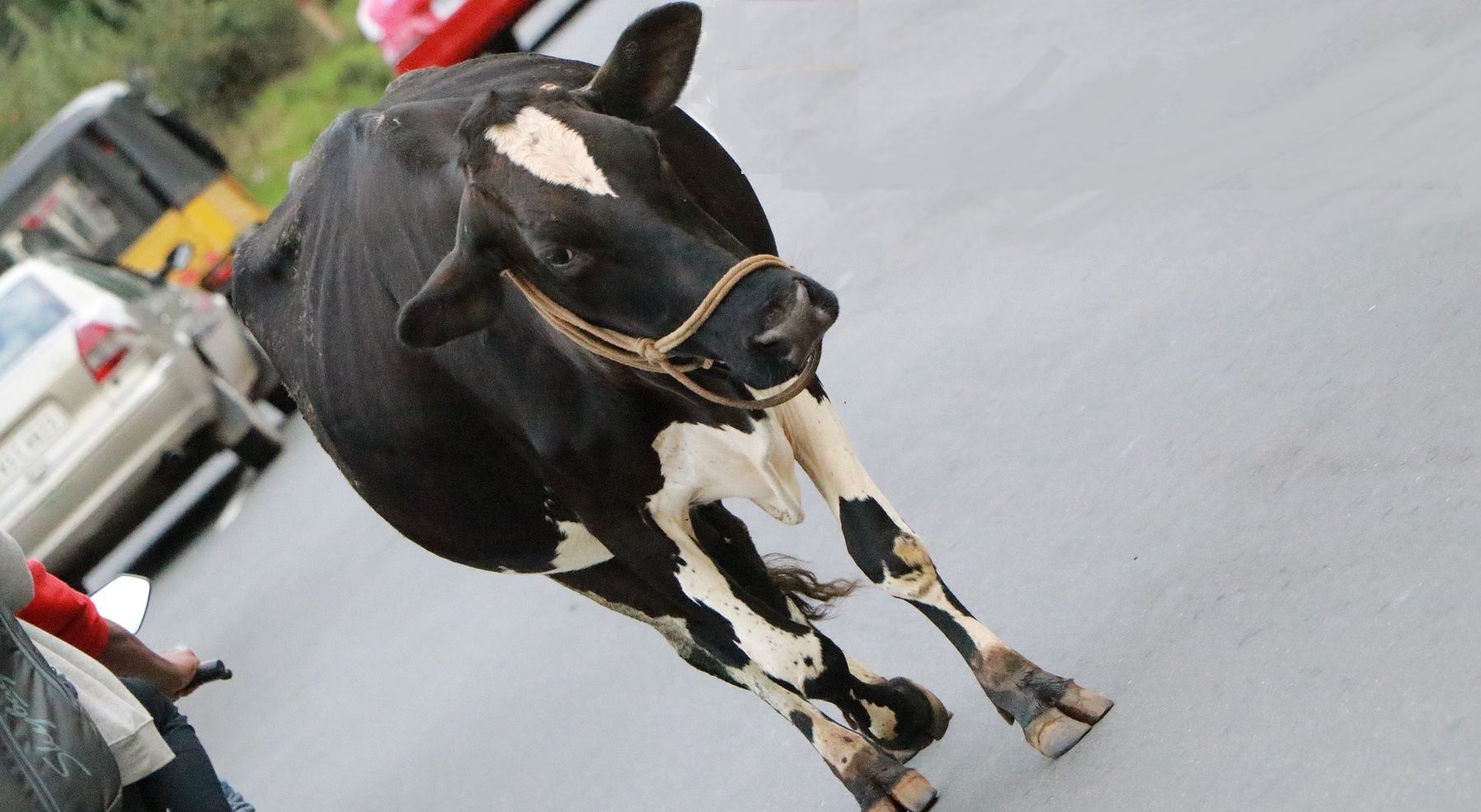 Αγελάδα μέσα σε αυτοκινητόδρομο