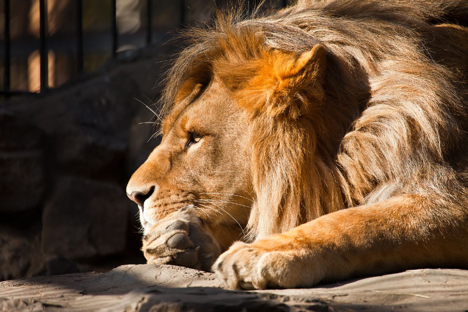 big pensive lion side portrait