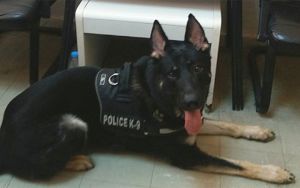 Αστυνομικός Σκύλος ΑΚΥΛΑΣ