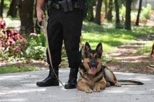 Αστυνομικός Σκύλος