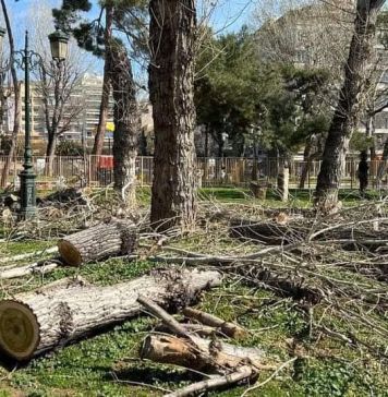 Κομμένα δέντρα στη Θεσσαλονίκη