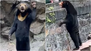 Αρκούδα του ήλιου στην Κίνα
