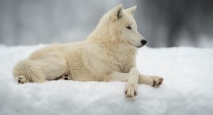 Αρκτικός λύκος