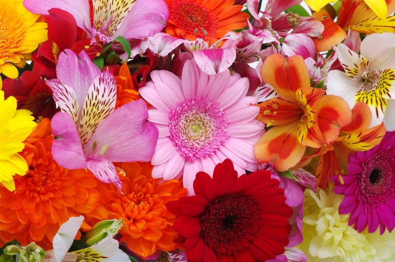 Χρωματιστά λουλούδια