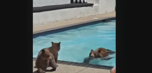 Αρκούδα σε πισίνα