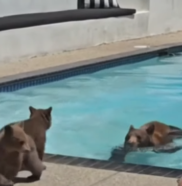 Αρκούδα σε πισίνα