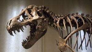 Tyrannosaurus rex σκελετός