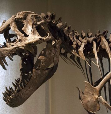 Tyrannosaurus rex σκελετός