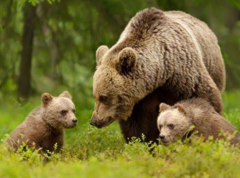 Αρκούδα με τα δυο αρκουδάκια της