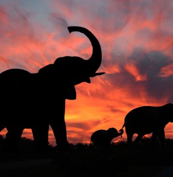 Ελεφαντες το ηλιοβασίλεμα