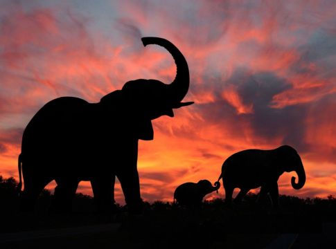 Ελεφαντες το ηλιοβασίλεμα