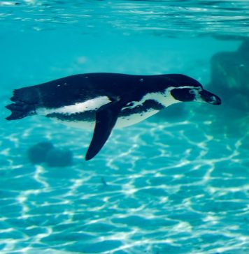 Ένας πιγκουίνος κολυμπά κάτω από τη θάλασσα