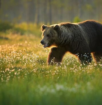 Μια μεγάλη και άγρια καφέ αρκούδα